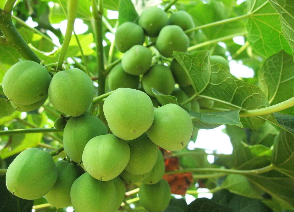 农村一种奇特的树,果实似无花果却不能吃,反而能炼柴油,制农药|麻疯树