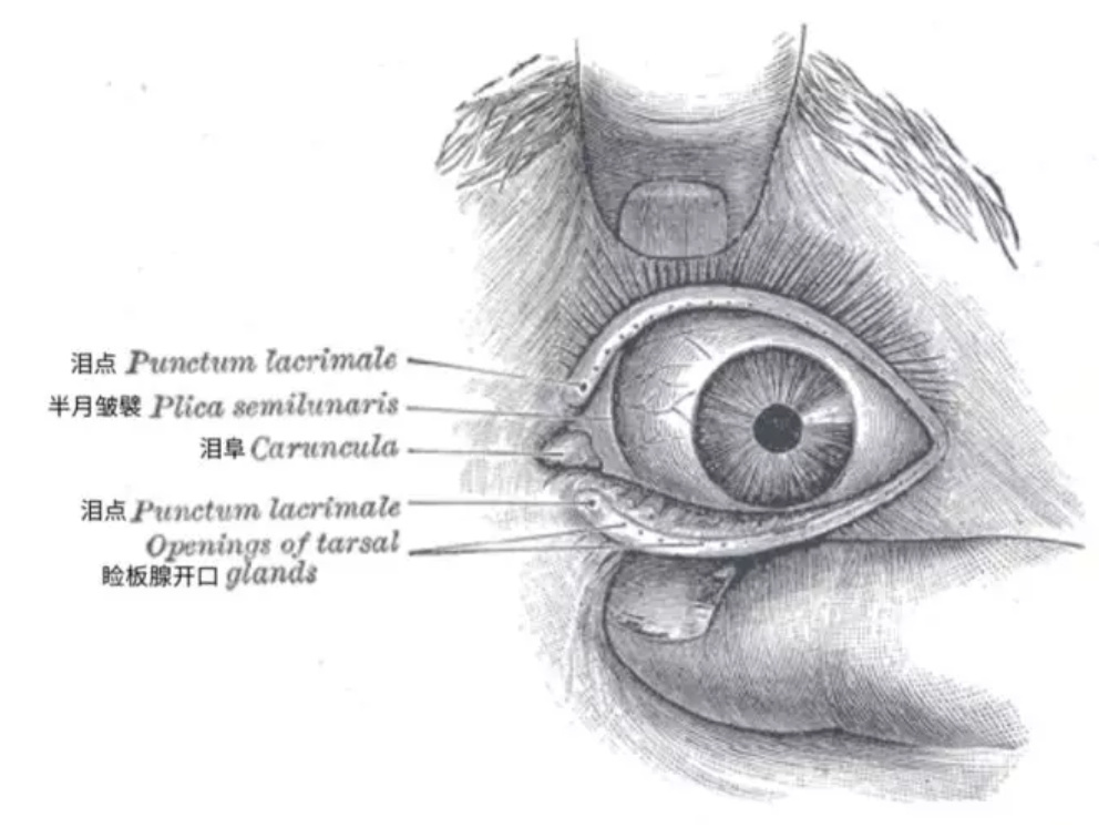 不过,人类以及大部分灵长类动物的第三眼睑都退化成了半月皱襞,这是一