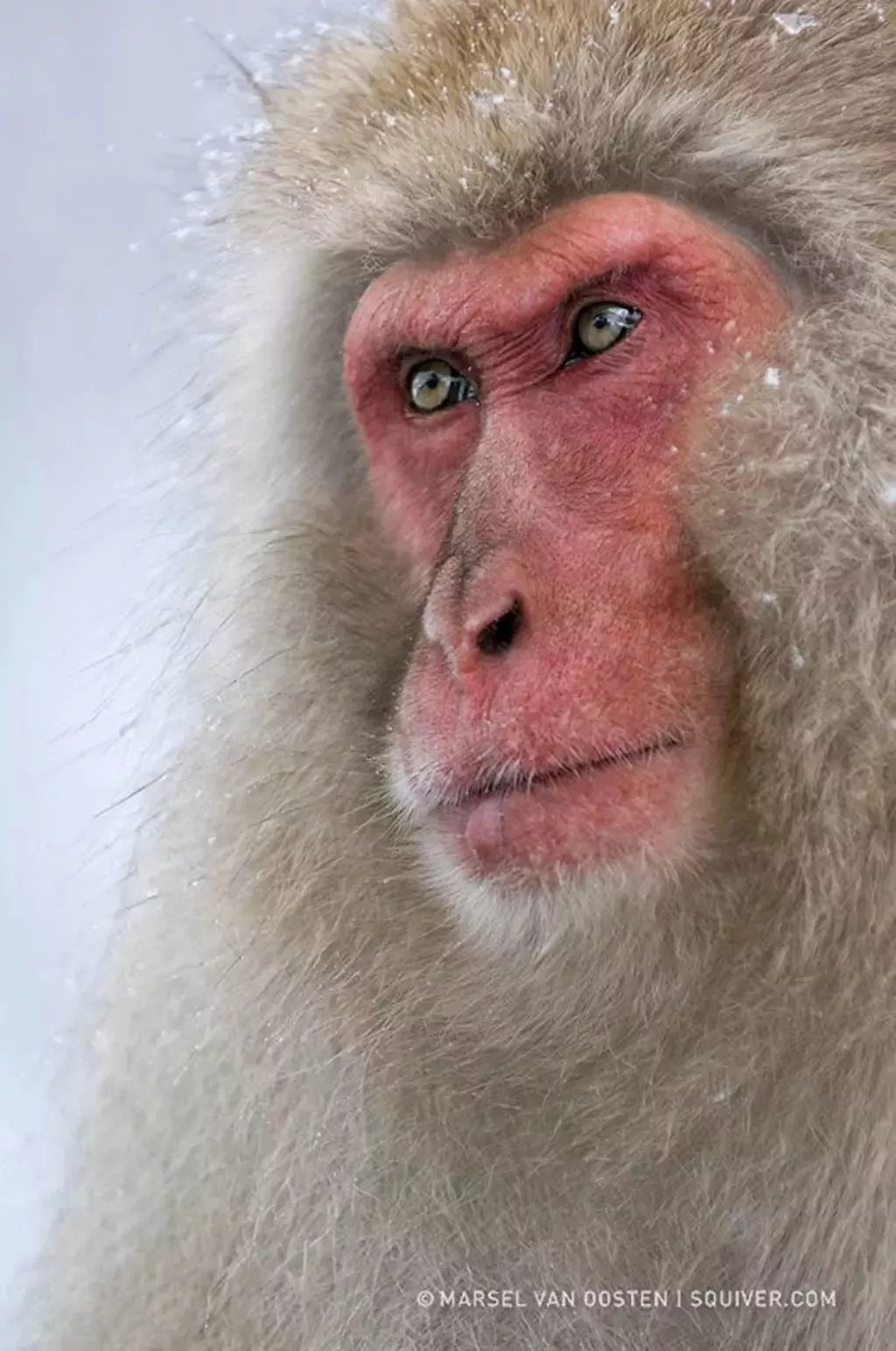 佳作欣赏|世界顶级野生摄影大师marsel van oosten作品|野生动物