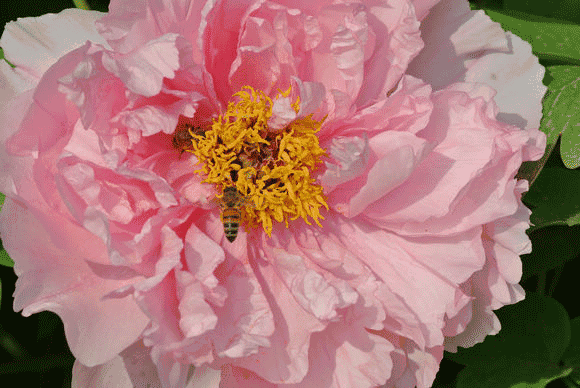 以及怅然错过樱花之后 我们终于要迎来国粹牡丹啦!