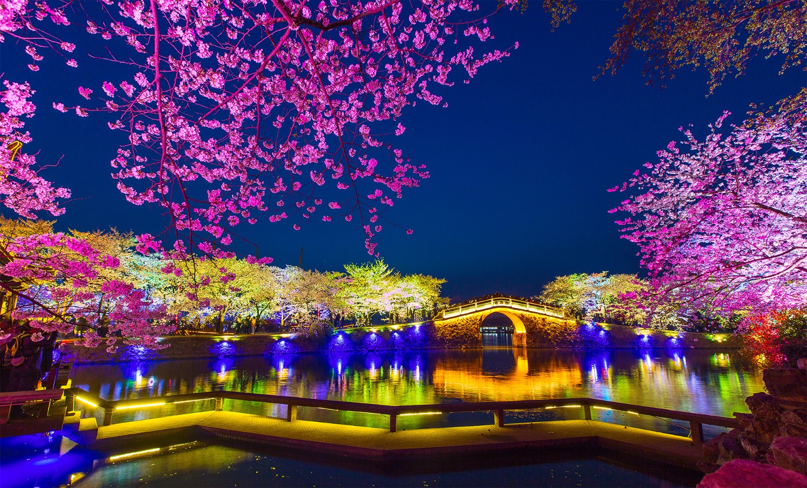 无锡太湖鼋头渚国际樱花节,夜樱成为热点