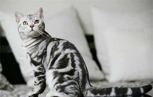 虎斑猫几个月大了闹猫,虎斑猫多大成熟发情