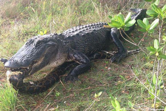 动物世界: 鳄鱼吞食大蟒蛇瞬间