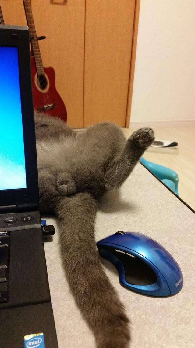 喵星人遭偷摸蛋蛋 瞬间回头太惊恐"惨被变梗图"