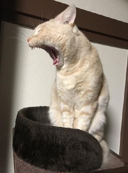对不起,这猫我真是吸不下去了,网友:颜值让人窒息!