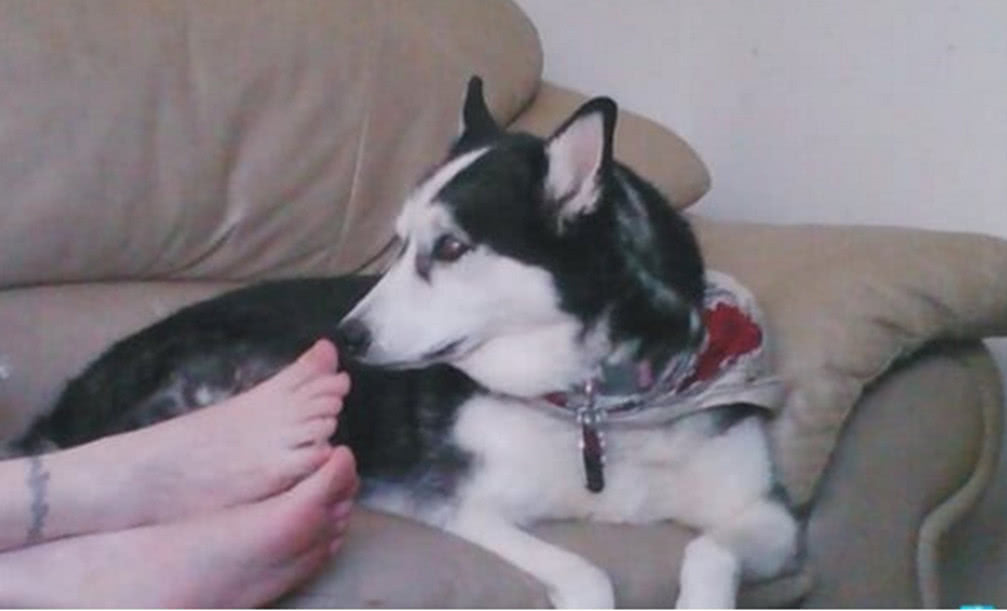 哈士奇闲极无聊,闻起了铲屎官的脚丫,夸张表情笑翻吃瓜群众