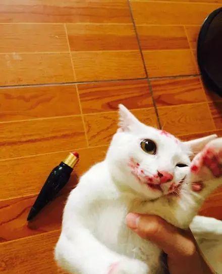 主人回家看到猫一脸血, 非常担心, 然后看到了地上的口红