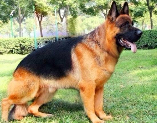 弓背德牧 新浪网