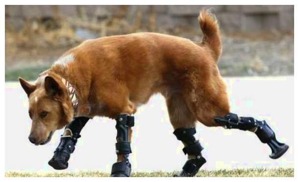 主人喝大了把狗狗4只脚剁掉,隔天一幕更让人寒心!