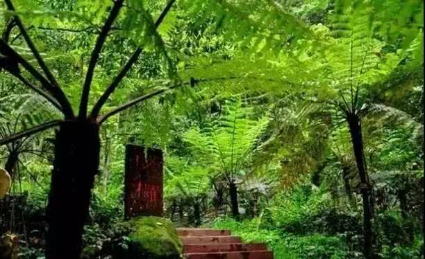 端午放粽 感受最美丹崖瀑布,佛光岩,丙安古镇,侏罗纪公园