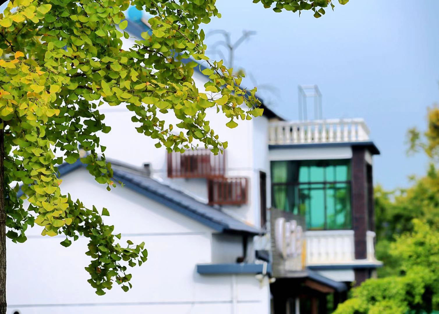 中国银杏之乡长兴十里银杏长廊最精华段方一村