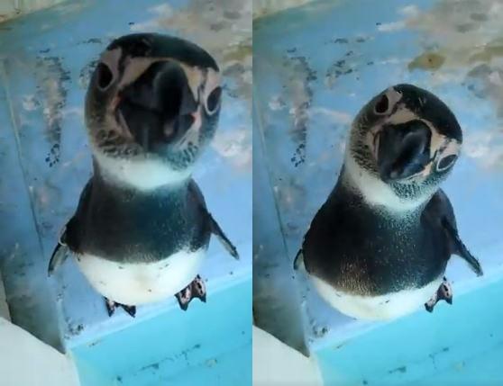 好奇宝宝,小企鹅疯狂歪头看手机,网笑,这是猫吧!