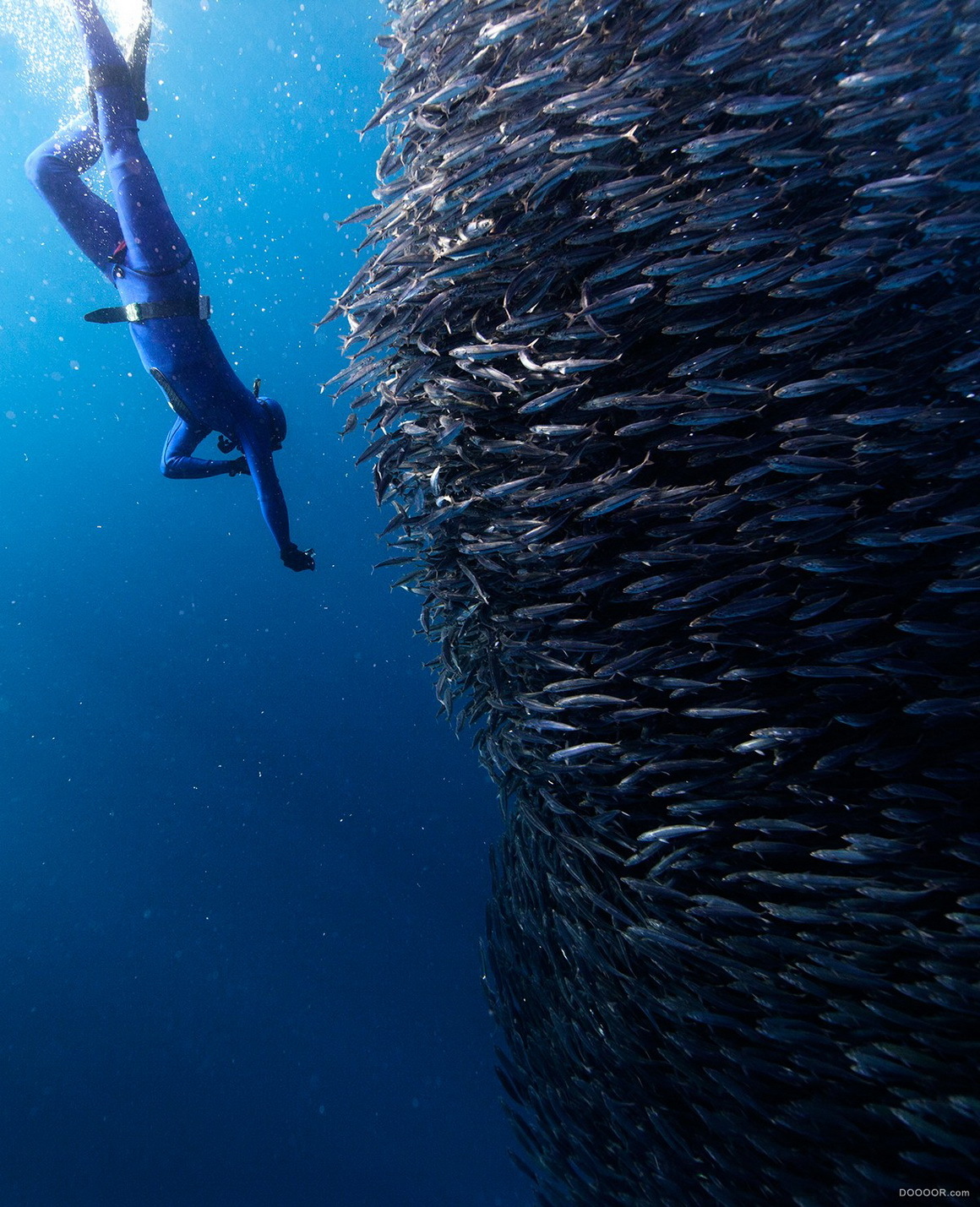 underwater水下动物摄影-jorge cervera hauser