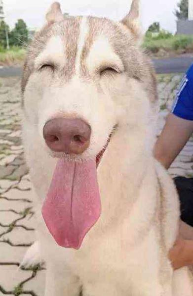 二哈:老子就爱笑