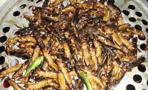 农村人称"土狗子", 现在能卖1000块一斤