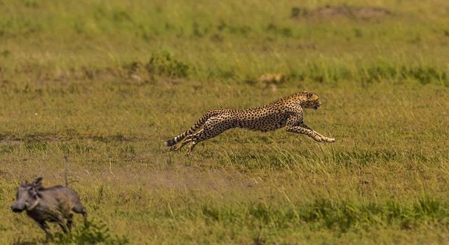 豹子使出了奔跑的绝技,以每秒一百二十迈的速度,向着已经被自己锁定为