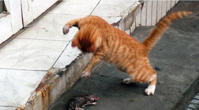 猫咪被老鼠追着打,猫咪:你这是要搞事情啊!
