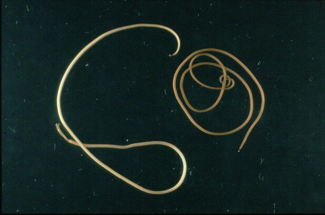 之所以说这种虫非常的可怕,主要是因为这种铁线虫如果寄生在别在动物