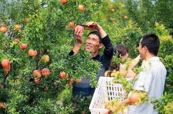 农民在山上种植这种果树, 可以年入上百万!
