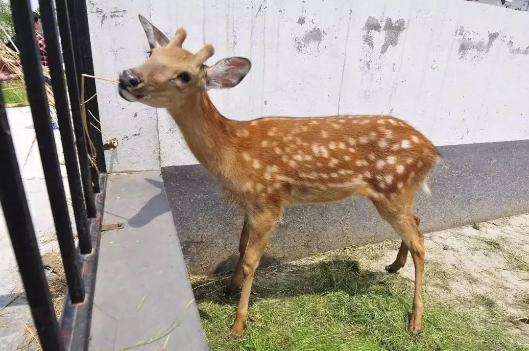 无锡的这片金色花海即将盛开,直达公交仅需2元