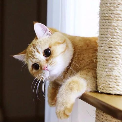 网友家养的橘猫,萌得简直太犯规了