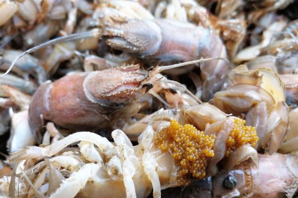 蝼蛄虾再现海鲜市场 比往年有所提前 鲜活带籽25块钱一斤