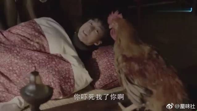 演活了,对鸡和鹰严重双标,亲生的就是不一样啊