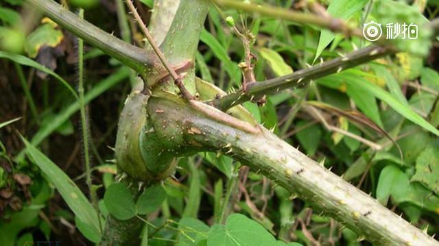农村这种植物浑身长刺,老中医却用它泡酒,专治风湿有奇效!