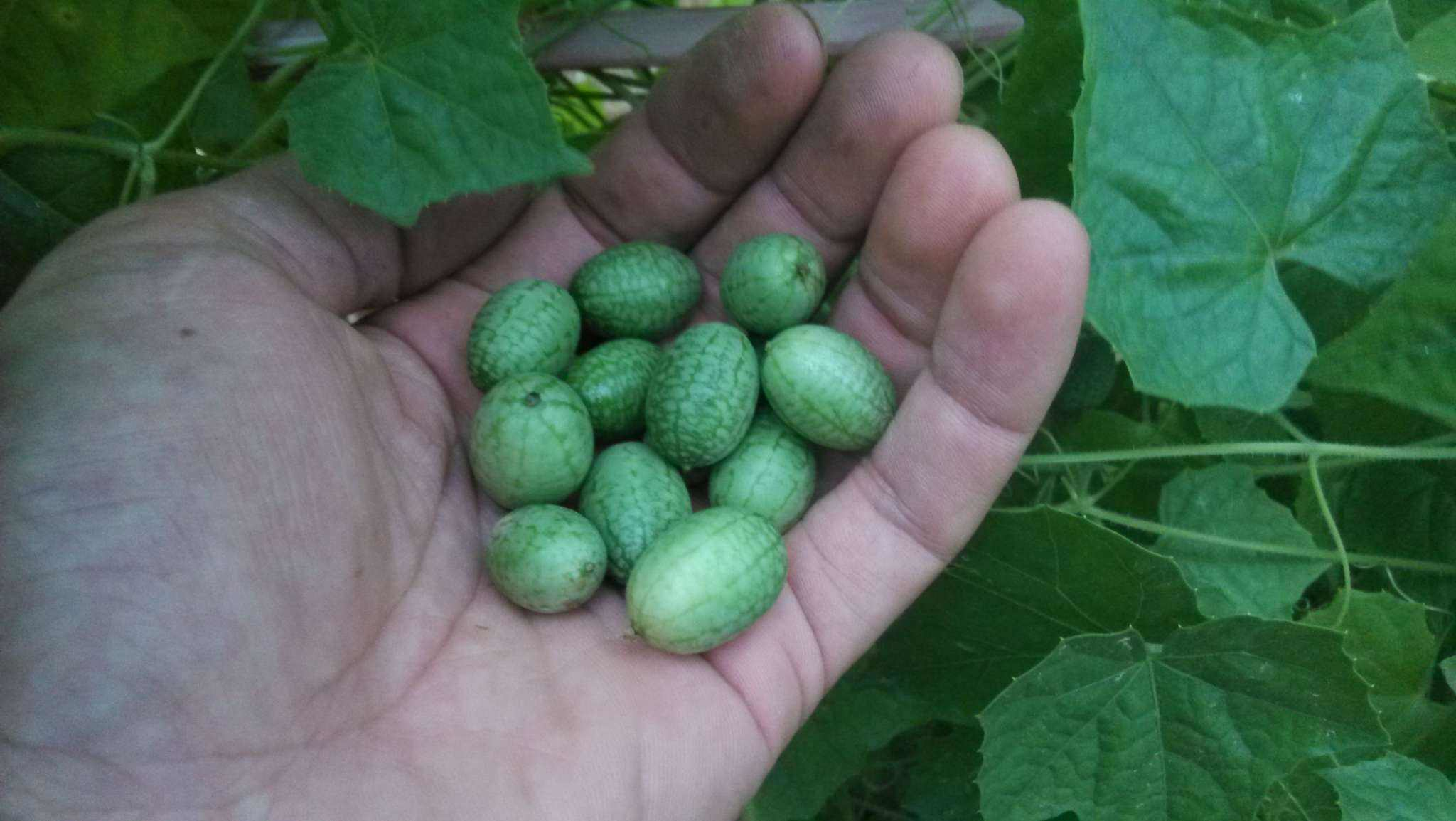 西瓜的品种也有很多,有个大的,黑皮的,无籽的,沙瓤的等等,甚至现在