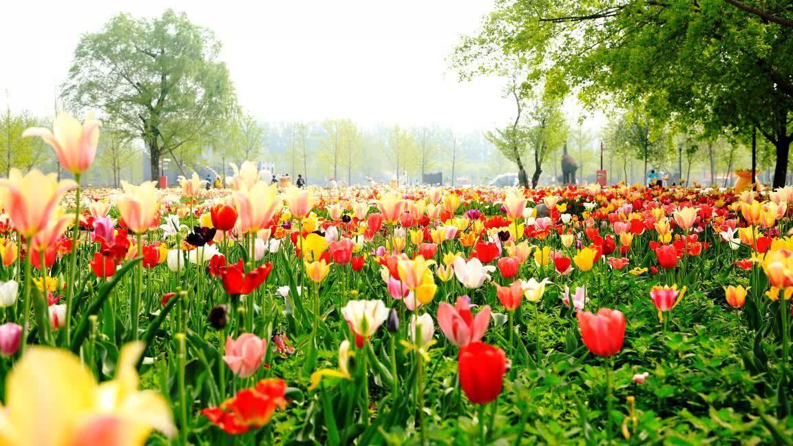 春季盛宴 北京国际鲜花港美景美食集聚的奇妙之地