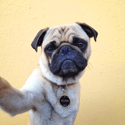 丑萌丑萌的狗还能发自拍么在线等挺急的