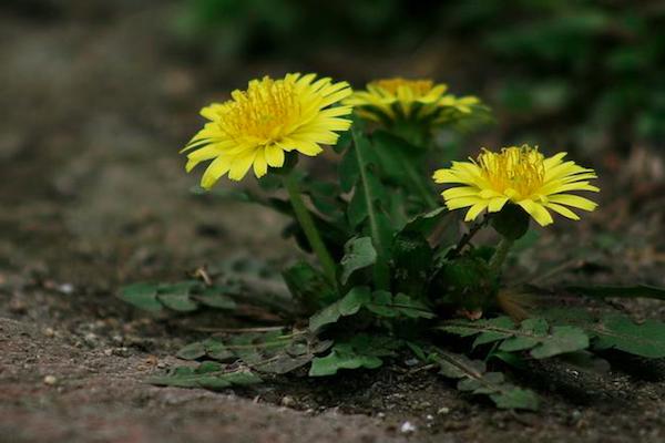 农村春天常吃的野菜,这五种不能错过的鲜味|野菜|苦菜|柳芽_新浪新闻
