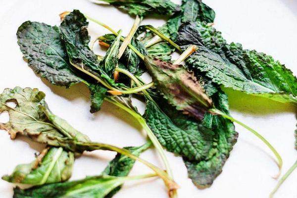 农村这东西到处可见,没几个人知道它的价值,现在一斤却可卖15元|癞