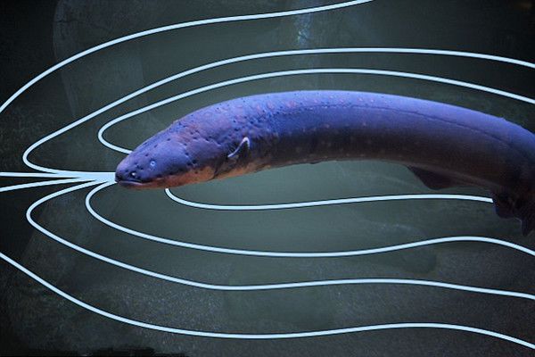 电鳗教科学家学做人