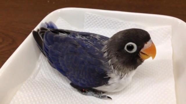 会说话的刘二豆 服了,主人这配音太逆天了,脑洞