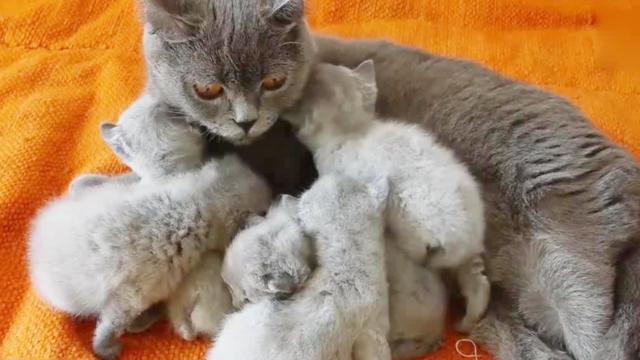 小猫咪渐熟自己名字,奶声奶气回应