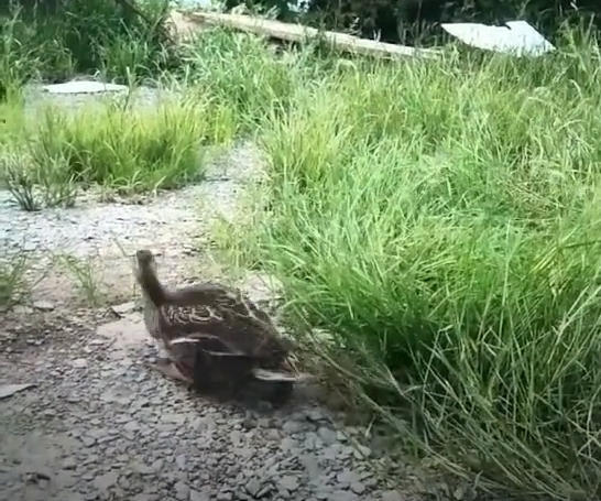 狗把农户鸭子咬了,主人不知所措,后来奇迹发生,它:原来是装的