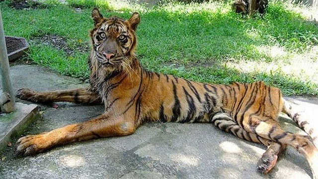 把老虎瘦成这样,不用狮子,我相信鬣狗都能轻易打倒它