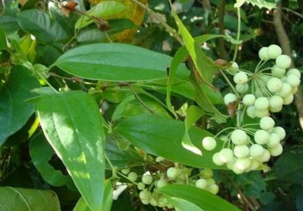 小时候在农村经常采摘这种红色小野果, 如今却是很少见|金刚藤|野果