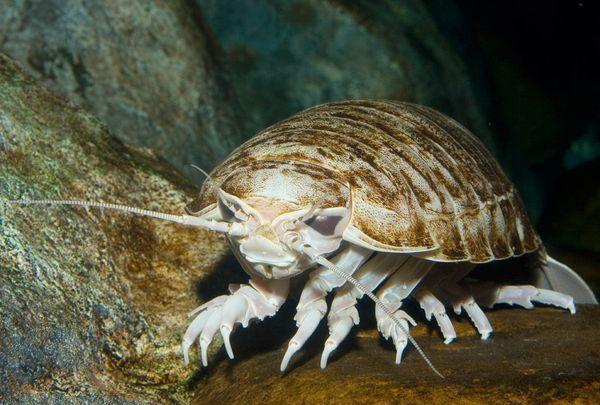 大王具足虫:又名巨型深海大虱,巨型等足虫,是世界上体积最大的动物界