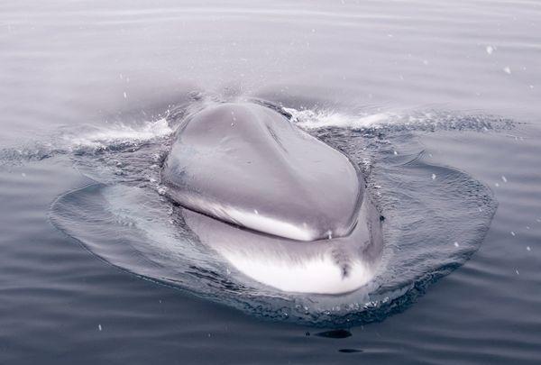 海洋中9大最神奇的巨型动物, 蜘蛛蟹长达3米, 最后和恐龙一样珍贵