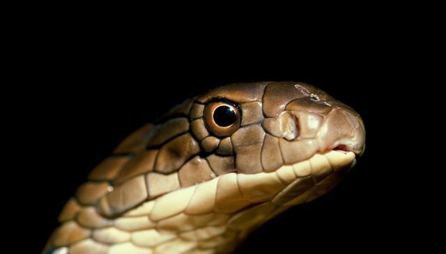 佛山女子被砍断的眼镜蛇头咬伤送医