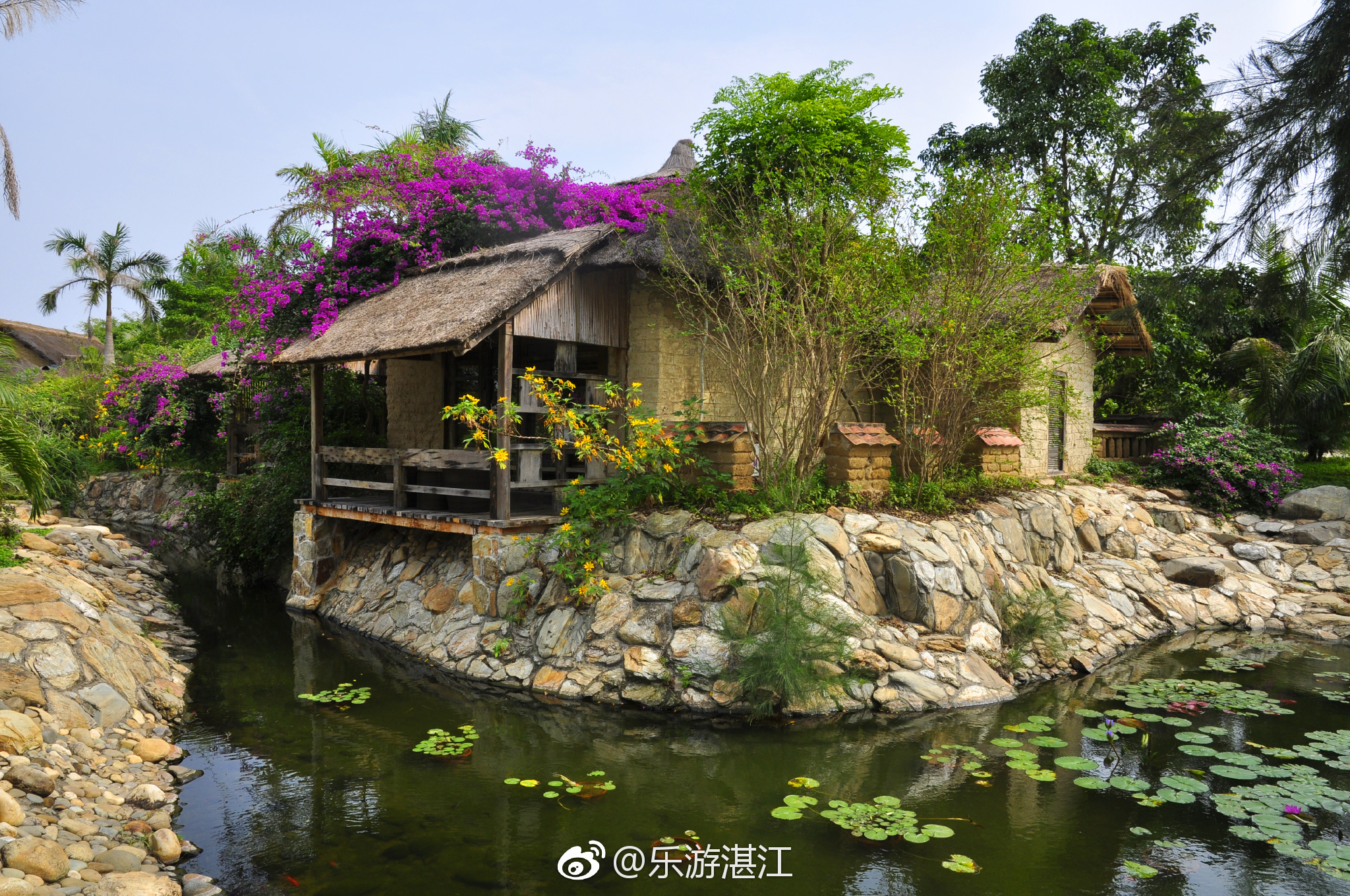 特呈岛红树林,坚强美丽的守护者