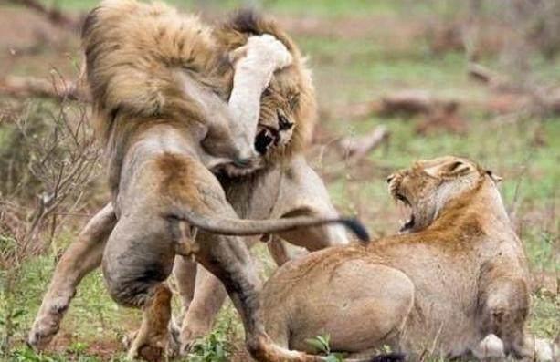 狮子谈恋爱被打扰, 母狮很不开心, 看着迎战的雄狮反应亮了