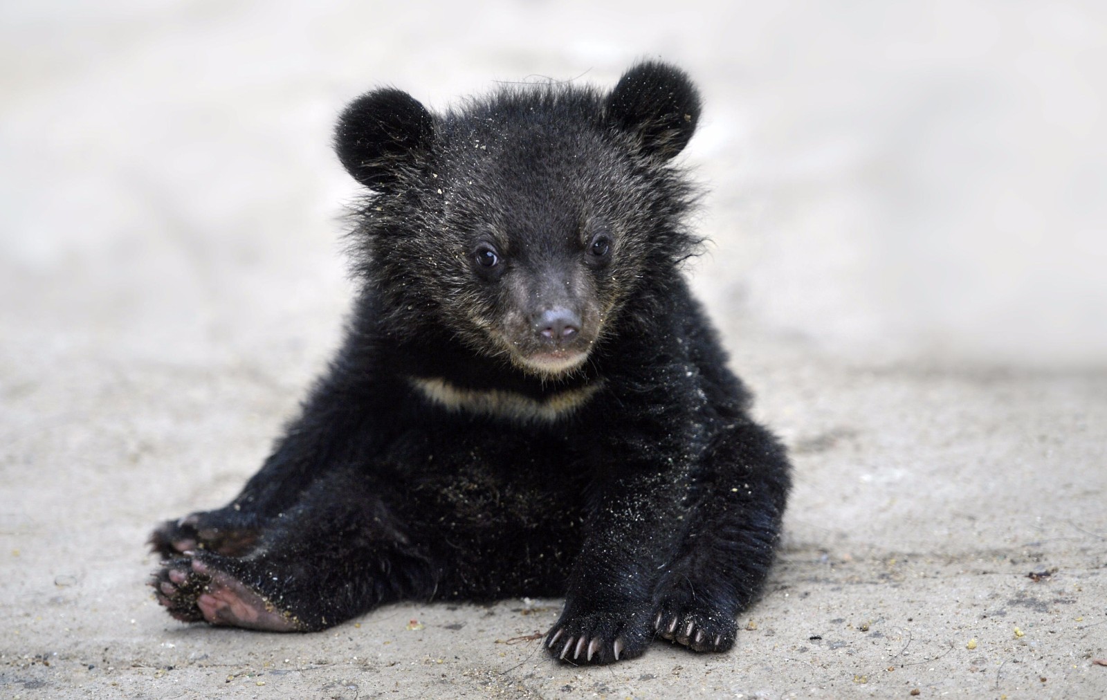 熊孩子断奶被送"托儿所":有的发呆,有的卖萌|熊宝宝|黑熊|刘长城_新浪