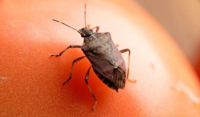 农村常见的一种虫子,看起来小小的,却存在着这么难闻的臭味