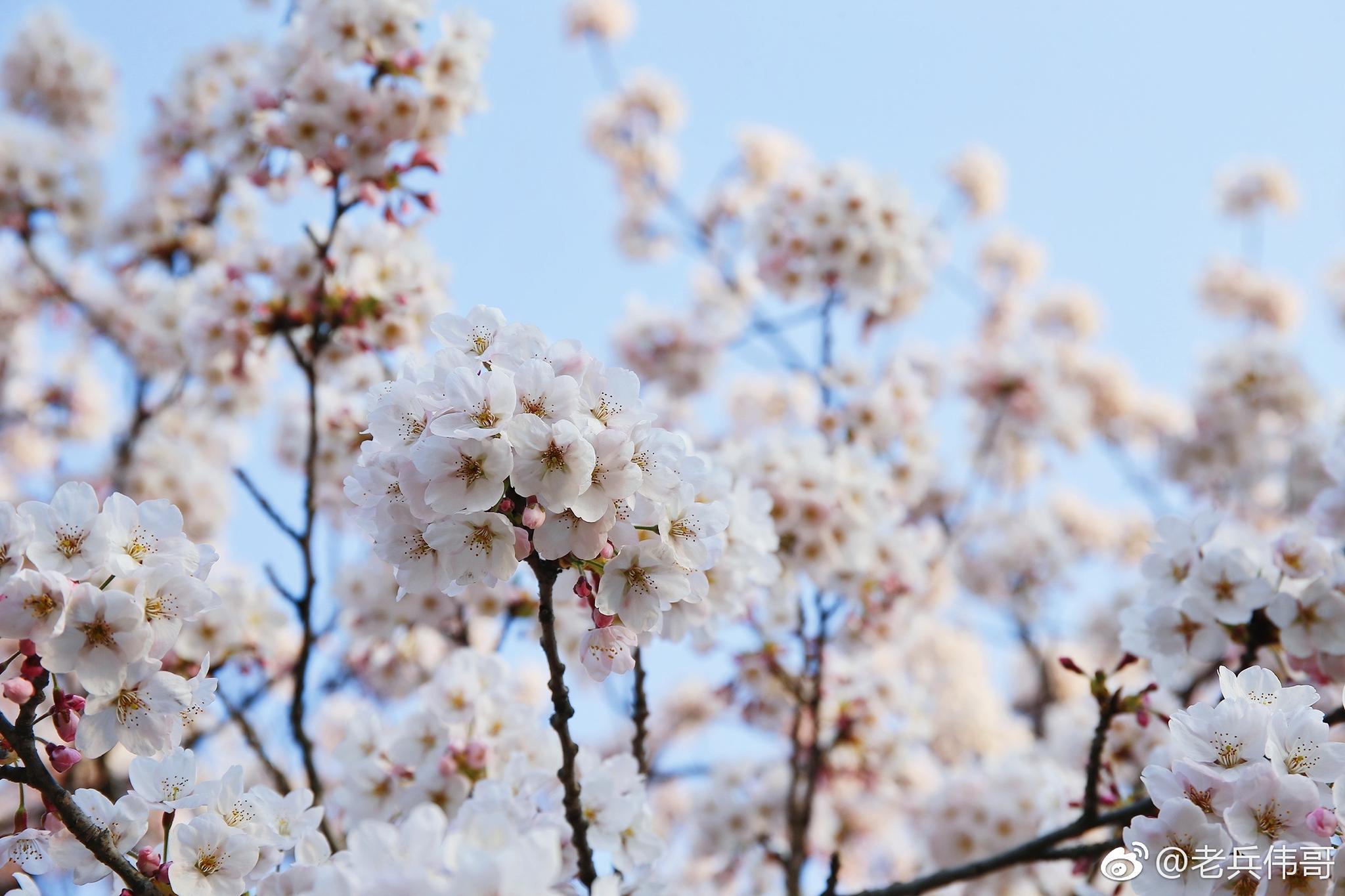都是久别重逢——2018年4月16日,大连市内的劳动公园和植物园的樱花