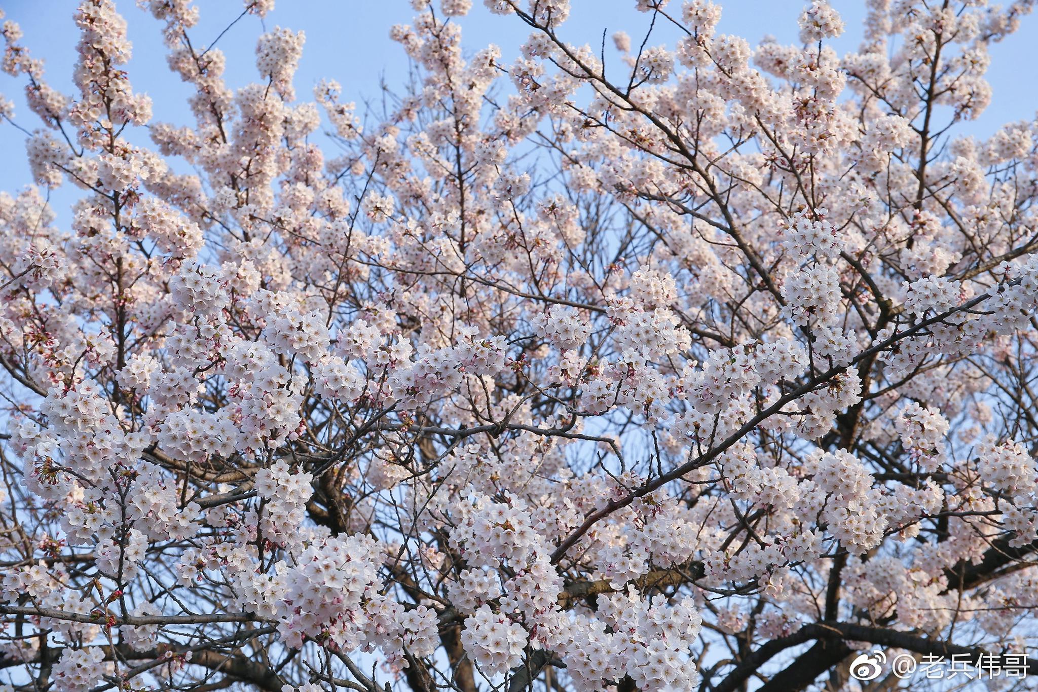 都是久别重逢——2018年4月16日,大连市内的劳动公园和植物园的樱花