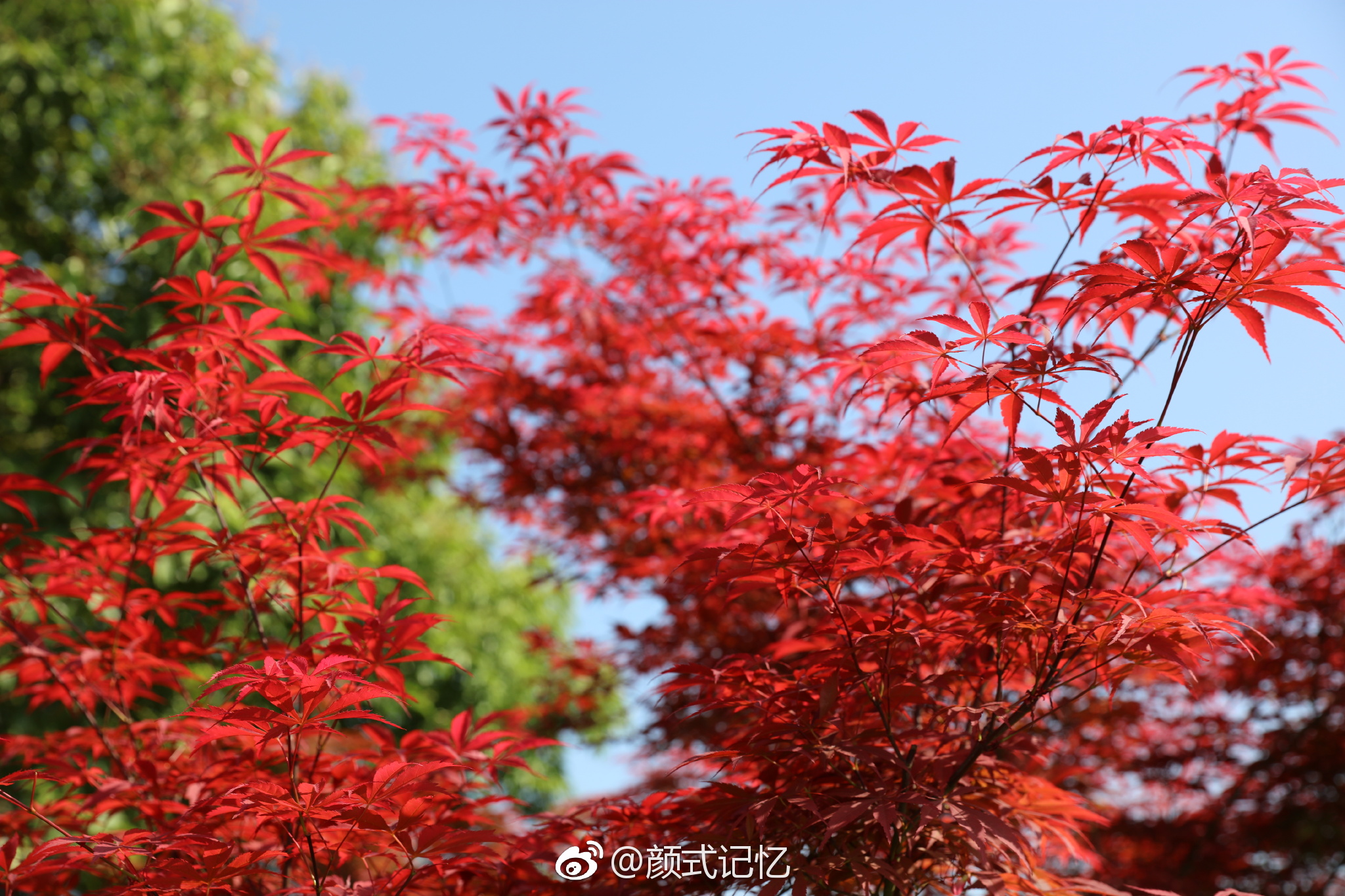 赏红叶,何须秋高;重庆武隆红枫正红一一红枫(前天摄于重庆武隆)