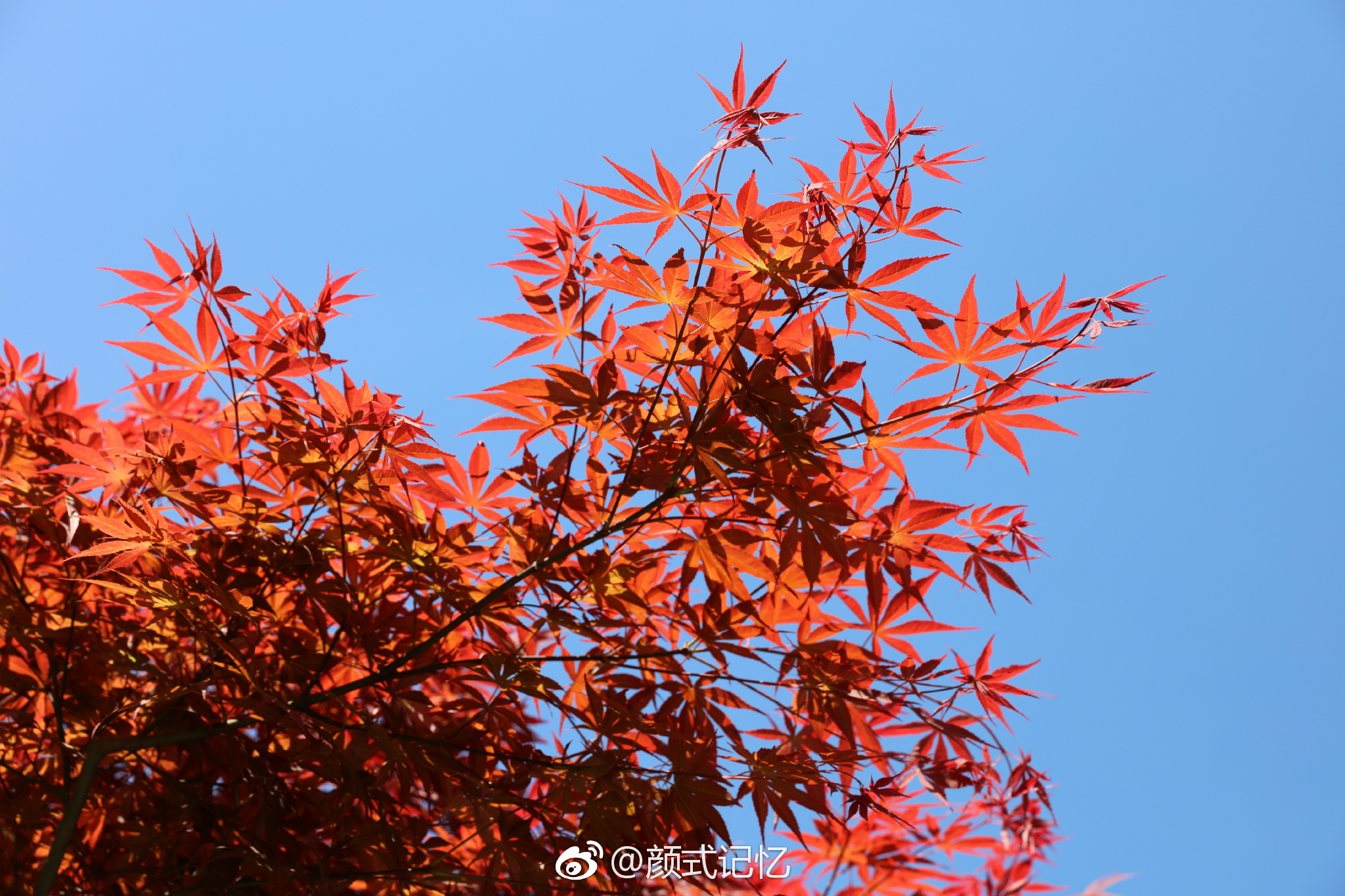 赏红叶,何须秋高;重庆武隆红枫正红一一红枫(前天摄于重庆武隆)